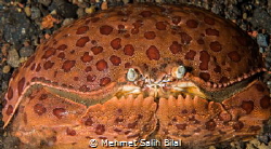 Big smile. by Mehmet Salih Bilal 